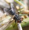 Sarcophaga sp.